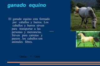 ganado  equino El  ganado  equino  esta  formado  por  caballos  y  burros.  Los  caballos  y  burros  sirven  para  transportar  a  las  personas  y  mercancías.  Sirven  para  carreras  y  paseos . los  caballos son animales  libres. Carlos  Y  Clara  