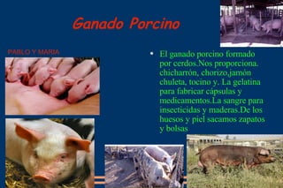 Ganado Porcino El ganado porcino formado por cerdos.Nos proporciona.  chicharrón, chorizo,jamón  chuleta, tocino y. La gelatina para fabricar cápsulas y medicamentos.La sangre para insecticidas y maderas.De los  huesos y piel sacamos zapatos y bolsas  PABLO Y MARIA 