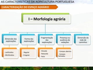 I – Morfologia agrária
Dimensão das
explorações
- Latifúndios
- Minifúndios
Forma das
explorações
- Regular
- Irregular
Fragmentação
das
explorações
- Elevada
- Reduzida
- Nula
Presença ou
ausência de
vedações
- Campos abertos
- Campos
fechados
Dimensão da
rede de
caminhos
CARACTERIZAÇÃO DO ESPAÇO AGRÁRIO
 