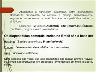 Atualmente a agricultura sustentável sofre intervenções
alternativas proveniente do controle e manejo ambientalmente
seguros e que reduzam o contato humano com pesticidas químicos
sintéticos .
Utilizando MICRORGANISMOS ENTOMOPATOGÊNICOS
(bactérias , fungos, vírus e protozoários).
Os biopesticidas comercializados no Brasil são a base de:
Bactérias (Bacillus sphaericus , B.thuringiensis)
Fungos (Beauveria bassiana, Metharizium anisopliae)
vírus (Baculovirus anticarsia).
Com exceção dos vírus, que são produzidos em células animais viáveis,
os demais são produzidos em processos fermentativos em meio líquido ou
sólido.
 