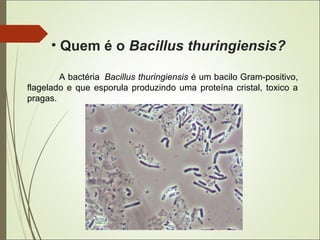 • Quem é o Bacillus thuringiensis?
A bactéria Bacillus thuringiensis é um bacilo Gram-positivo,
flagelado e que esporula produzindo uma proteína cristal, toxico a
pragas.
 