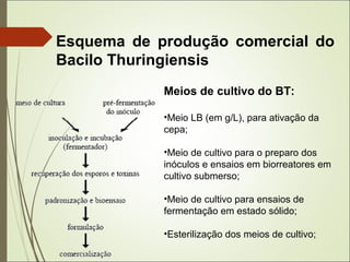 Esquema de produção comercial do
Bacilo Thuringiensis
Meios de cultivo do BT:
•Meio LB (em g/L), para ativação da
cepa;
•Meio de cultivo para o preparo dos
inóculos e ensaios em biorreatores em
cultivo submerso;
•Meio de cultivo para ensaios de
fermentação em estado sólido;
•Esterilização dos meios de cultivo;
 