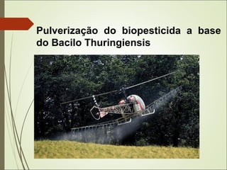 Pulverização do biopesticida a base
do Bacilo Thuringiensis
 