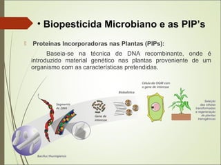  Proteínas Incorporadoras nas Plantas (PIPs):
Baseia-se na técnica de DNA recombinante, onde é
introduzido material genético nas plantas proveniente de um
organismo com as características pretendidas.
• Biopesticida Microbiano e as PIP’s
 