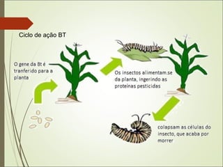 Ciclo de ação BT
 