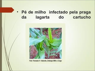 • Pé de milho infectado pela praga
da lagarta do cartucho
 