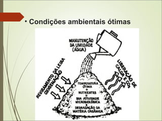 • Condições ambientais ótimas
 