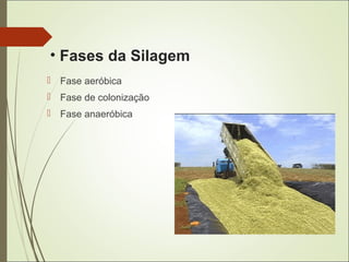 • Fases da Silagem
 Fase aeróbica
 Fase de colonização
 Fase anaeróbica
 