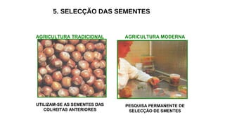 5. SELECÇÃO DAS SEMENTES
AGRICULTURA TRADICIONAL AGRICULTURA MODERNA
UTILIZAM-SE AS SEMENTES DAS
COLHEITAS ANTERIORES
PESQUISA PERMANENTE DE
SELECÇÃO DE SMENTES
 