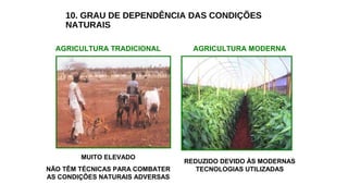 10. GRAU DE DEPENDÊNCIA DAS CONDIÇÕES
NATURAIS
AGRICULTURA TRADICIONAL AGRICULTURA MODERNA
MUITO ELEVADO
NÃO TÊM TÉCNICAS PARA COMBATER
AS CONDIÇÕES NATURAIS ADVERSAS
REDUZIDO DEVIDO ÀS MODERNAS
TECNOLOGIAS UTILIZADAS
 