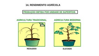 14. RENDIMENTO AGRÍCOLA
AGRICULTURA TRADICIONAL AGRICULTURA MODERNA
REDUZIDO ELEVADO
PRODUÇÃO OBTIDA POR UNIDADE DE SUPERFÍCIE.
 
