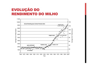 EVOLUÇÃO DO
RENDIMENTO DO MILHO
 