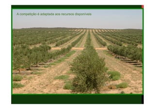 Texto
Texto
A competição é adaptada aos recursos disponíveis
 