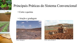 • Corte e queima
• Aração e gradagem
Principais Práticas do Sistema Convencional
Fonte: embrapa.br Fonte: cnptia.embrapa.br
 