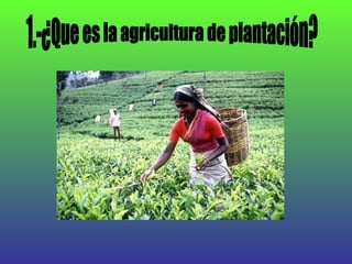 Agricultura de plantación