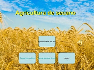 Agricultura de secano

Agricultura de secano

Cereal con cultivo

Cereal siembra directa

girasol

 