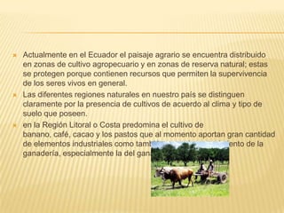    Actualmente en el Ecuador el paisaje agrario se encuentra distribuido
    en zonas de cultivo agropecuario y en zonas de reserva natural; estas
    se protegen porque contienen recursos que permiten la supervivencia
    de los seres vivos en general.
   Las diferentes regiones naturales en nuestro país se distinguen
    claramente por la presencia de cultivos de acuerdo al clima y tipo de
    suelo que poseen.
   en la Región Litoral o Costa predomina el cultivo de
    banano, café, cacao y los pastos que al momento aportan gran cantidad
    de elementos industriales como también para el mantenimiento de la
    ganadería, especialmente la del ganado vacuno.
 