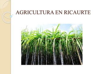 AGRICULTURA EN RICAURTE
 