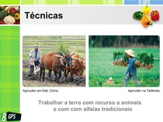 Técnicas
Trabalhar a terra com recurso a animais
e com com alfaias tradicionais
Agricultor em Dali, China. Agricultor na Tailândia.
 