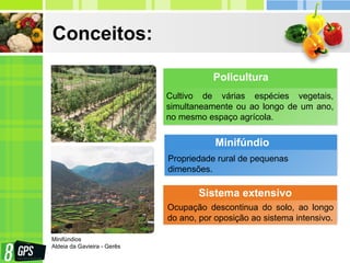 Conceitos:
Cultivo de várias espécies vegetais,
simultaneamente ou ao longo de um ano,
no mesmo espaço agrícola.
Policultura
Propriedade rural de pequenas
dimensões.
Minifúndio
Ocupação descontinua do solo, ao longo
do ano, por oposição ao sistema intensivo.
Sistema extensivo
Minifúndios
Aldeia da Gavieira - Gerês
 