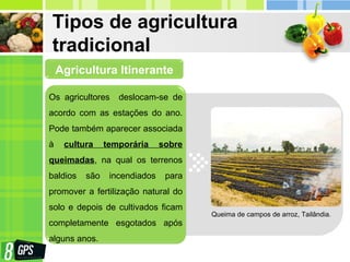 Tipos de agricultura
tradicional
Os agricultores deslocam-se de
acordo com as estações do ano.
Pode também aparecer associada
à cultura temporária sobre
queimadas, na qual os terrenos
baldios são incendiados para
promover a fertilização natural do
solo e depois de cultivados ficam
completamente esgotados após
alguns anos.
Agricultura Itinerante
Queima de campos de arroz, Tailândia.
 