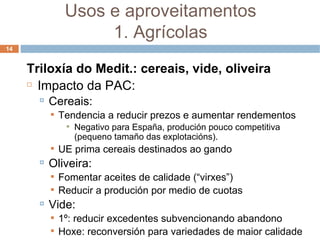 Triloxía do Medit.: cereais, vide, oliveira Impacto da PAC: Cereais: Tendencia a reducir prezos e aumentar rendementos Negativo para España, produción pouco competitiva (pequeno tamaño das explotacións). UE prima cereais destinados ao gando Oliveira: Fomentar aceites de calidade (“virxes”) ‏ Reducir a produción por medio de cuotas Vide: 1º: reducir excedentes subvencionando abandono Hoxe: reconversión para variedades de maior calidade Usos e aproveitamentos 1. Agrícolas 