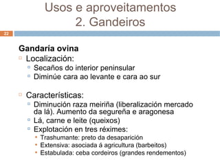 Gandaría ovina Localización: Secaños do interior peninsular Diminúe cara ao levante e cara ao sur Características: Diminución raza meiriña (liberalización mercado da lá). Aumento da segureña e aragonesa Lá, carne e leite (queixos) ‏ Explotación en tres réximes: Trashumante: preto da desaparición Extensiva: asociada á agricultura (barbeitos) ‏ Estabulada: ceba cordeiros (grandes rendementos) ‏ Usos e aproveitamentos 2. Gandeiros 