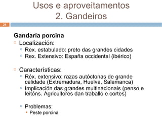 Gandaría porcina Localización: Rex. estabulado: preto das grandes cidades Rex. Extensivo: España occidental (ibérico) ‏ Características: Réx. extensivo: razas autóctonas de grande calidade (Extremadura, Huelva, Salamanca) ‏ Implicación das grandes multinacionais (penso e leitóns. Agricultores dan traballo e cortes) ‏ Problemas: Peste porcina Usos e aproveitamentos 2. Gandeiros 