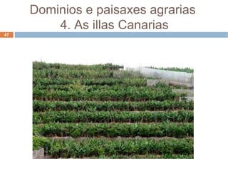 Dominios e paisaxes agrarias  4. As illas Canarias 