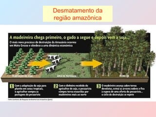 Desmatamento da região amazônica 