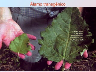 Álamo transgênico 