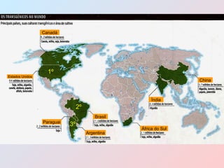 China Índia África do Sul Brasil Argentina Paraguai Estados Unidos Canadá 1º 2º 3º 8,2 64 2,2 21,4 21,3 2,1 8,4 3,7 