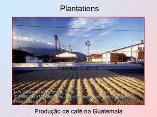 Plantations Produção de café na Guatemala 
