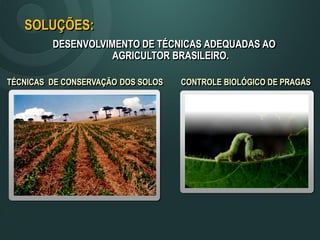 DESENVOLVIMENTO DE TÉCNICAS ADEQUADAS AO
AGRICULTOR BRASILEIRO.
TÉCNICAS DE CONSERVAÇÃO DOS SOLOS
SOLUÇÕES:
CONTROLE BIOLÓGICO DE PRAGAS
 