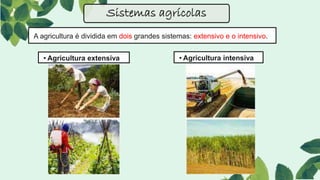 A agricultura é dividida em dois grandes sistemas: extensivo e o intensivo.
Sistemas agrícolas
• Agricultura extensiva • Agricultura intensiva
 