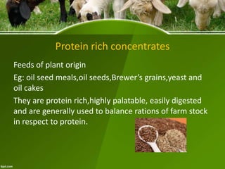 Protein rich concentrates
Feeds of plant origin
Eg: oil seed meals,oil seeds,Brewer’s grains,yeast and
oil cakes
They are protein rich,highly palatable, easily digested
and are generally used to balance rations of farm stock
in respect to protein.
 