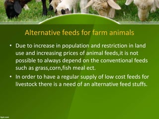 Alternative feeds for farm animals
• Due to increase in population and restriction in land
use and increasing prices of animal feeds,it is not
possible to always depend on the conventional feeds
such as grass,corn,fish meal ect.
• In order to have a regular supply of low cost feeds for
livestock there is a need of an alternative feed stuffs.
 