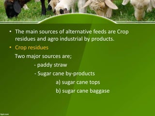 • The main sources of alternative feeds are Crop
residues and agro industrial by products.
• Crop residues
Two major sources are;
- paddy straw
- Sugar cane by-products
a) sugar cane tops
b) sugar cane baggase
 