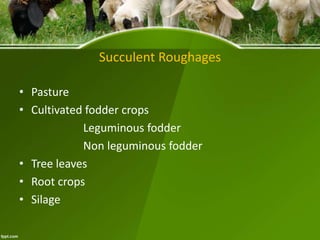 Succulent Roughages
• Pasture
• Cultivated fodder crops
Leguminous fodder
Non leguminous fodder
• Tree leaves
• Root crops
• Silage
 