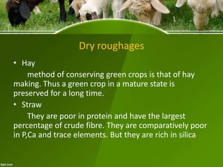 Dry roughages
• Hay
method of conserving green crops is that of hay
making. Thus a green crop in a mature state is
preserved for a long time.
• Straw
They are poor in protein and have the largest
percentage of crude fibre. They are comparatively poor
in P,Ca and trace elements. But they are rich in silica
 