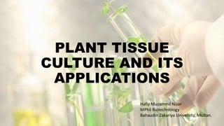 PLANT TISSUE
CULTURE AND ITS
APPLICATIONS
Hafiz Muzammil Nisar
MPhil Biotechnology
Bahaudin Zakariya University, Multan.
 