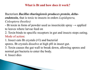 Bacterium Bacillus thuringiensis produces protein, delta-
endotoxin, that is toxic to insects in orders Lepidoptera,
Coleoptera (beetles)
- Bt toxin in form of powder used as insecticide spray → applied
to leaves where larvae feed on
2. Toxin binds to specific receptors in gut and insects stops eating.
Mode of action:
1. Insect eats Bt crystals (•◊) and bacterial
spores. Bt crystals dissolve at high pH in insect gut.
3. Toxin causes the gut wall to break down, allowing spores and
normal gut bacteria to enter the body.
4. Insect dies
What is Bt and how does it work?
 