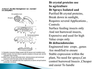 Bt crystal proteins use
In agriculture
Bt Sprays Isolated and
Purified Bt crystal proteins,
Break down in sunlight,
Requires several Applications ,
Controls
Surface feeding insects only
And not burrowed insects,
Expensive and used for high
Value crops only
Bt deltaendotoxins
Engineered into crops , genes
Are modified to ensure
Stable expression within the
plant, No need for sprays,Can
control burrowed Insects ,Cheaper
and easier To handle
 