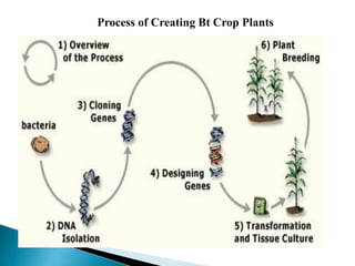 Process of Creating Bt Crop Plants
 