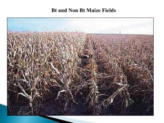 Bt and Non Bt Maize Fields
Non-B
 