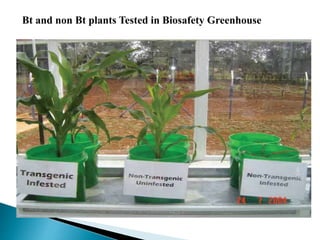 Bt and non Bt plants Tested in Biosafety Greenhouse
 