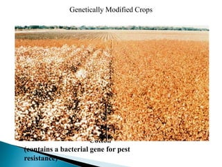Genetically Modified Crops
Genetically Modified Cotton
(contains a bacterial gene for pest
resistance)
Standard
Cotton
 