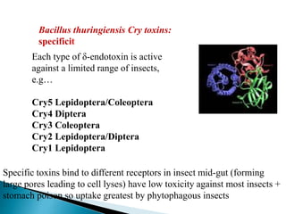 Bacillus thuringiensis Cry toxins:
specificit
Each type of δ-endotoxin is active
against a limited range of insects,
e.g…
Cry5 Lepidoptera/Coleoptera
Cry4 Diptera
Cry3 Coleoptera
Cry2 Lepidoptera/Diptera
Cry1 Lepidoptera
Specific toxins bind to different receptors in insect mid-gut (forming
large pores leading to cell lyses) have low toxicity against most insects +
stomach poison so uptake greatest by phytophagous insects
 