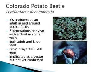  Overwinters as an
adult in and around
potato fields
 2 generations per year
with a third in some
years
 Both adult and larva
feed
 Female lays 300-500
eggs
 Implicated as a vector
but not yet confirmed
larva
larval feeding
 