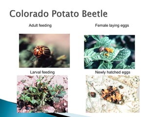 Adult feeding
Newly hatched eggs
Female laying eggs
Larval feeding
 